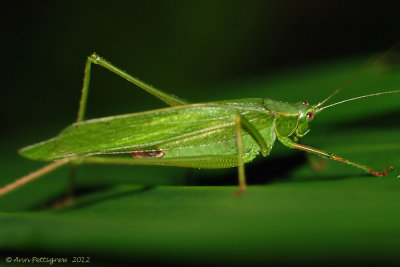 Fork-tailed Bush Katydid