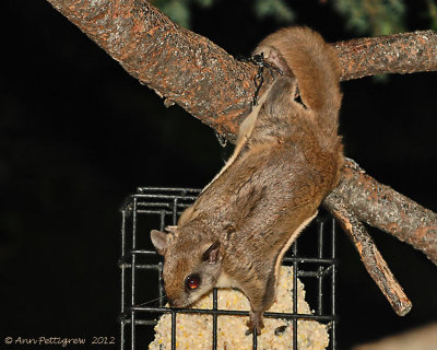 Flying Squirrel