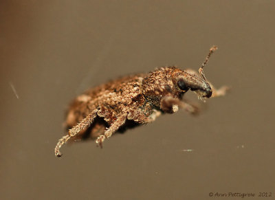 Weevil Suspended in Spider Web