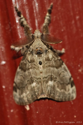 Tussock-Moth-sp.---0054.jpg