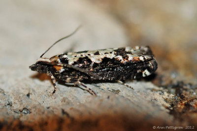 Filigreed Chimoptesis Moth (Chimoptesis Pennsylvaniana---Mar-12---0018.jpg