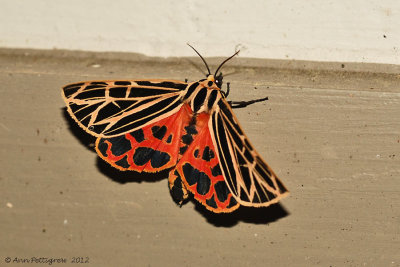 Virgin-Tiger-Moth---Grammia-virgo---0284.jpg