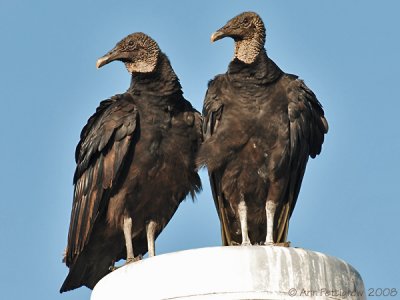 Black Vulture Pair