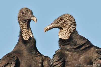 Black Vulture Pair
