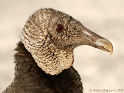 Black Vulture Portrait
