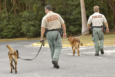Bomb Sniffing Dogs