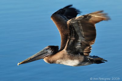 Brown Pelican