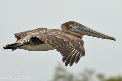 Brown Pelican