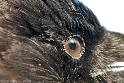 Crows Eye