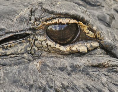 Gator Eye