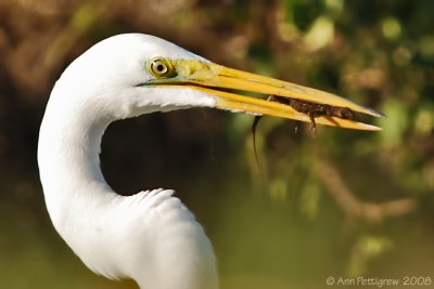 Great Egret with Brown Anole