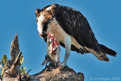 Osprey