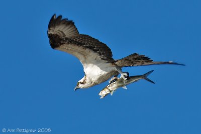 Osprey