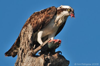 Osprey