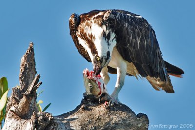 Osprey