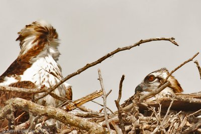Osprey Chick and Mom