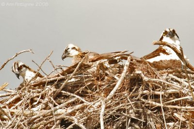 Osprey Chicks and Adult