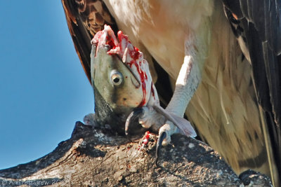 Osprey Talons