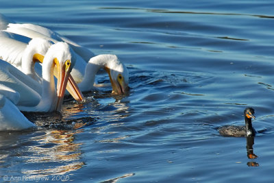 Pelicans & Cormorant