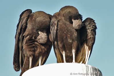Preening Vultures