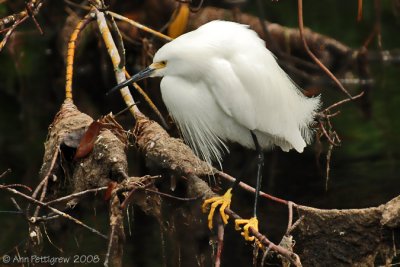 Snowy Egret