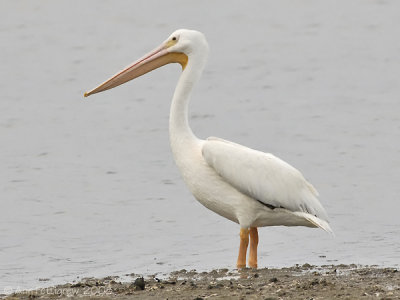 White Pelican