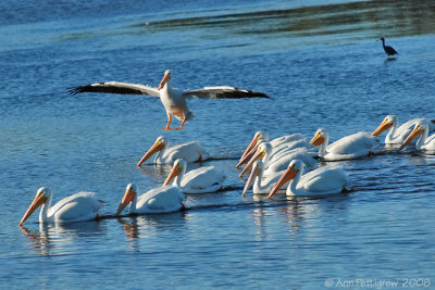 White Pelicans