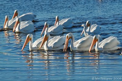 White Pelicans