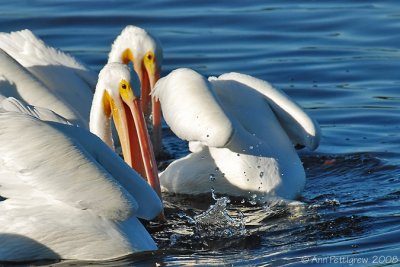 White Pelicans