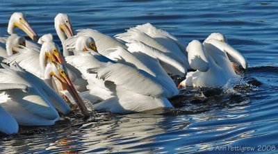 White Pelicans