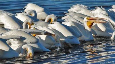 White Pelicans