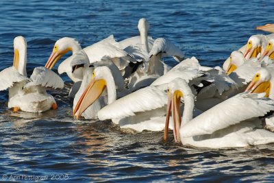 White Pelicans