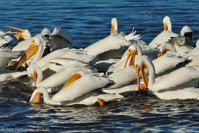 White Pelicans