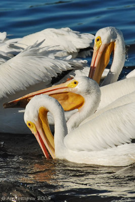 White Pelicans