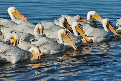 White Pelicans