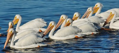 White Pelicans