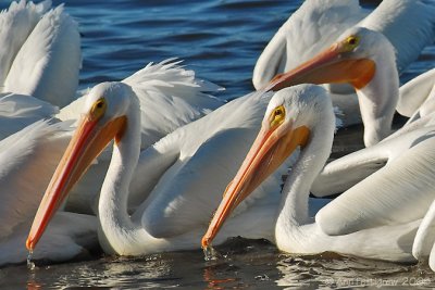 White Pelicans