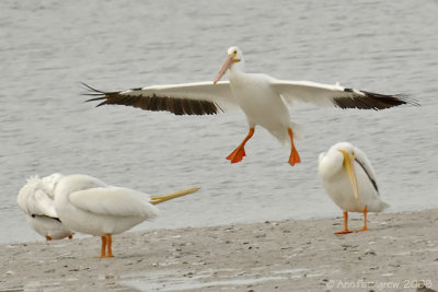 White Pelicans