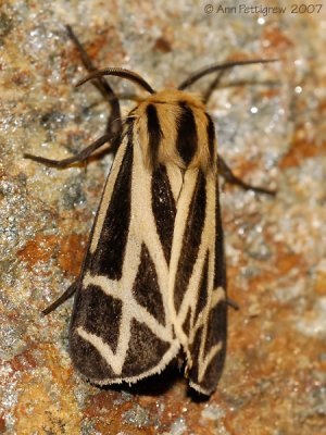 Apantesis Tiger Moth