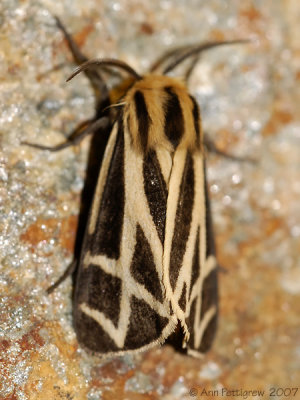 Apantesis Tiger Moth