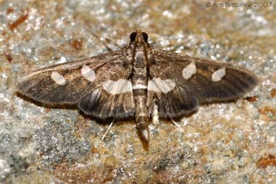 Grape Leaffolder Moth