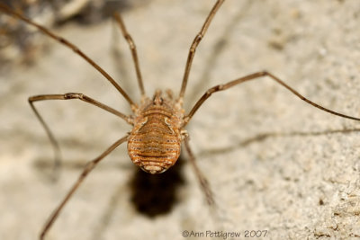 Harvestman