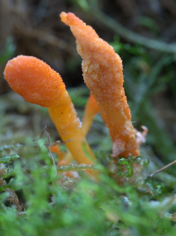 Cordyceps militaris (Scarlet caterpillarclub )