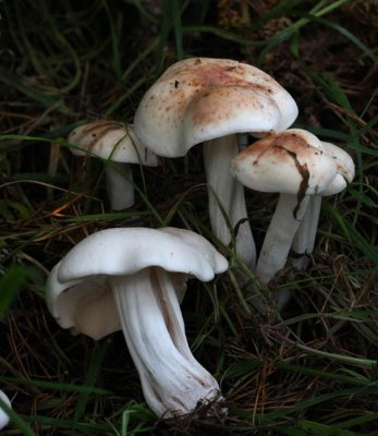 Spotted Toughshank (Collybia maculata.)