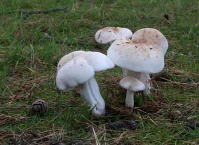 Spotted toughshank (Collybia masculata)