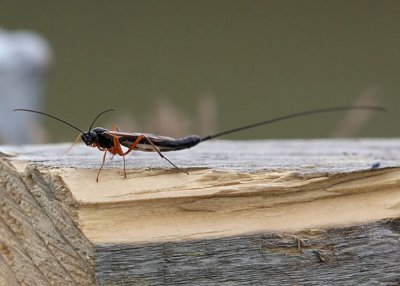 Ichneumon Fly.(wasp family))
