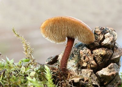 Earpick Fungus.(Auriscalpium vulgare )