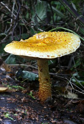 Golden scalycap (Pholiota aurivella)