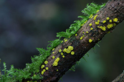 Disco ( Bisporella citrina )