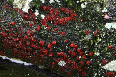 Nectria coccinea